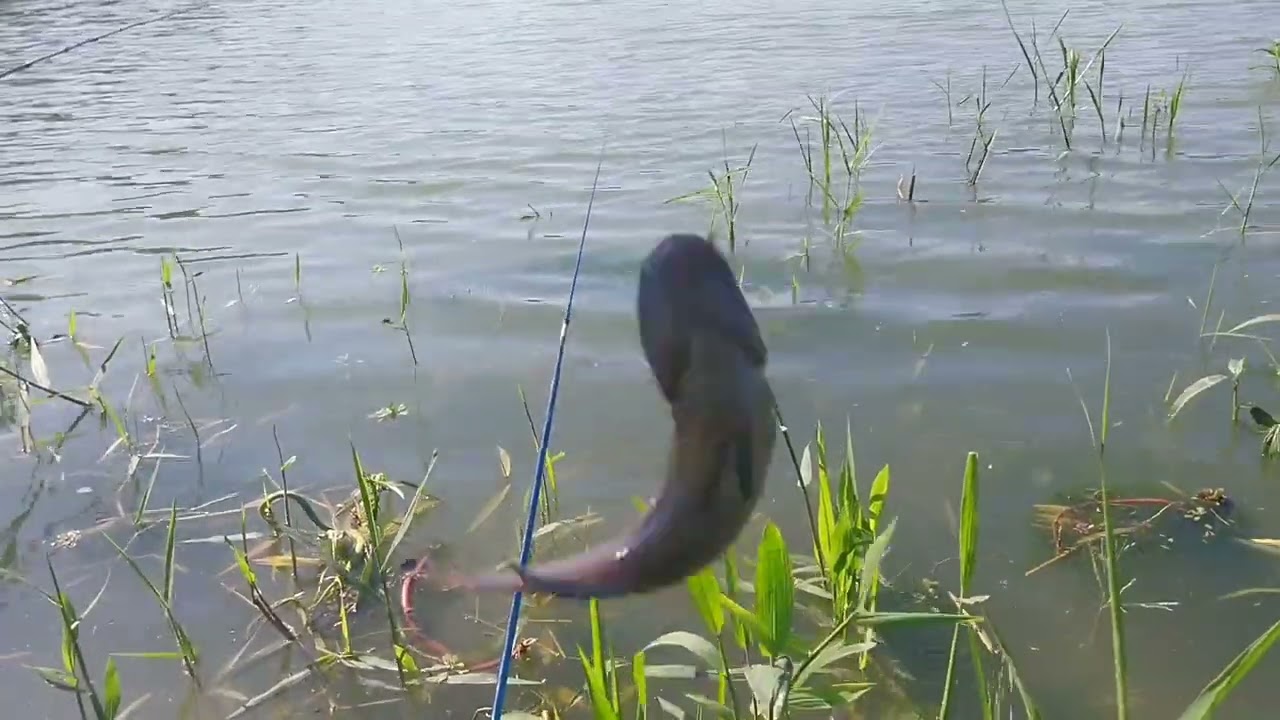 Pescaria raiz só os brutos olha onde estou 