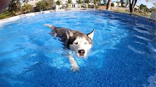 My Husky Goes Swimming Inside His New Huge Pool!