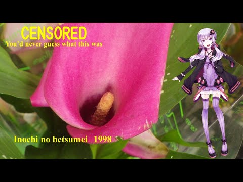 【Yuzuki Yukari】命の別名1998（ Nakajima Miyuki 中島みゆき）；Inochi no betsumei【Vocaloid 4】 結月ゆかり