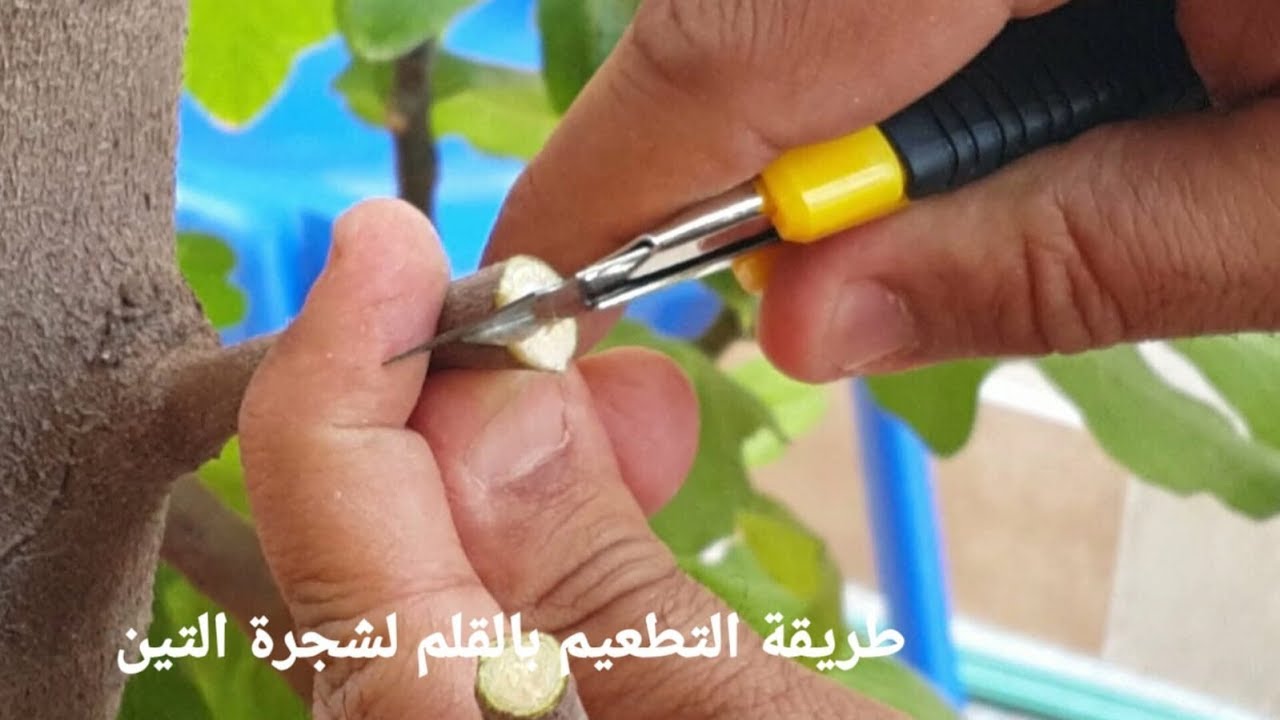 تطعيم شجرة التين / التطعيم بالقلم