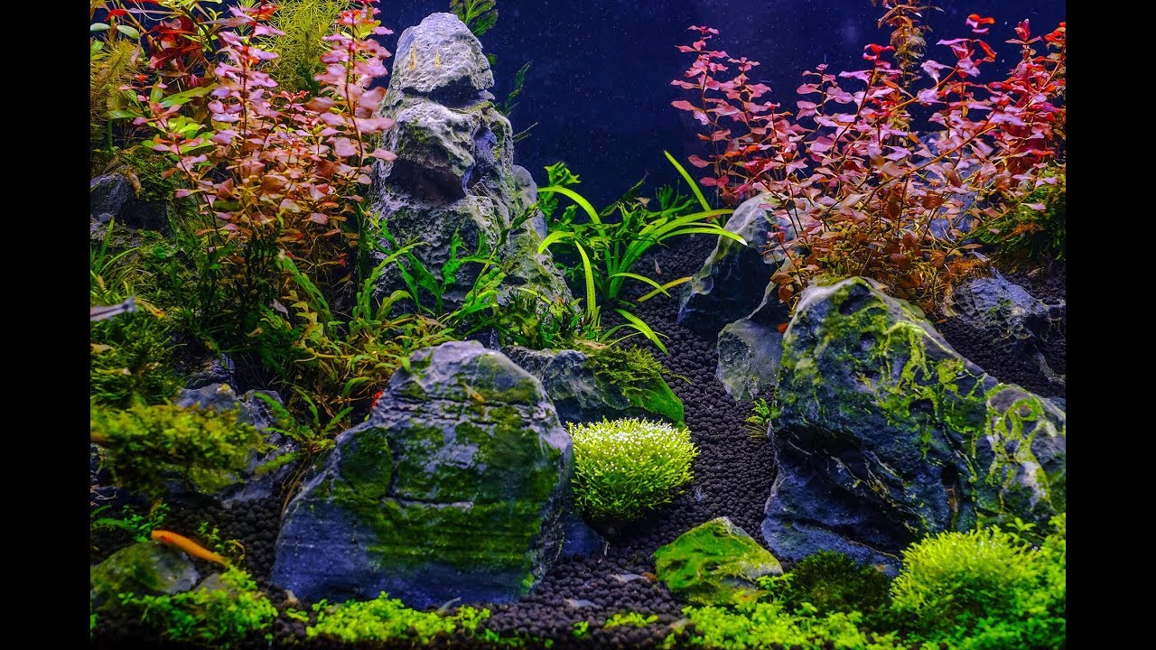 秀虎虎的水族筆記 水草造景設缸兩個月紀錄 內有影片 秀虎虎的水族筆記 水草造景設缸兩個月紀錄 內有影片