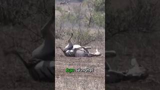 Ngựa Vằng Mẹ Mang Thai Bị Rắn Mamba Cắn Trúng #thếgiớiđộngvật