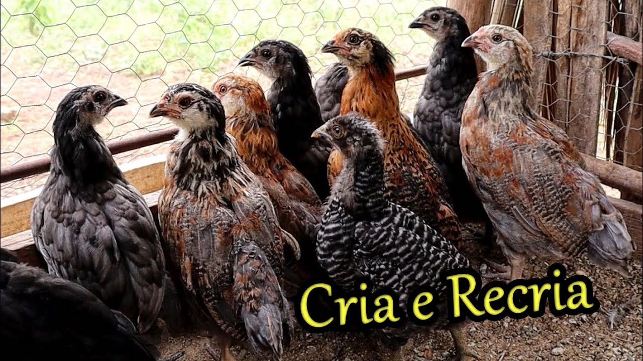 Galinha caipira - As fases de Cria e Recria - YouTube