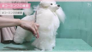 練習モデル犬（実寸モデル犬）の使い方 – ペット総合指導センター