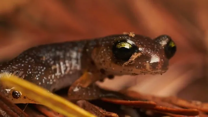 Bioblitz Kickoff Video