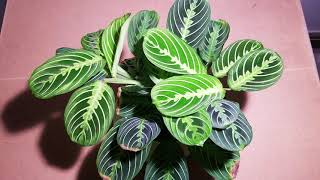 MESMERIZING prayer plant comes alive!