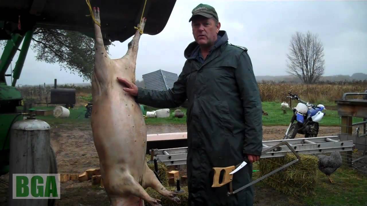 Mangalitsa Pig Butchering at Bakers Green Acres Homestead part 2/3