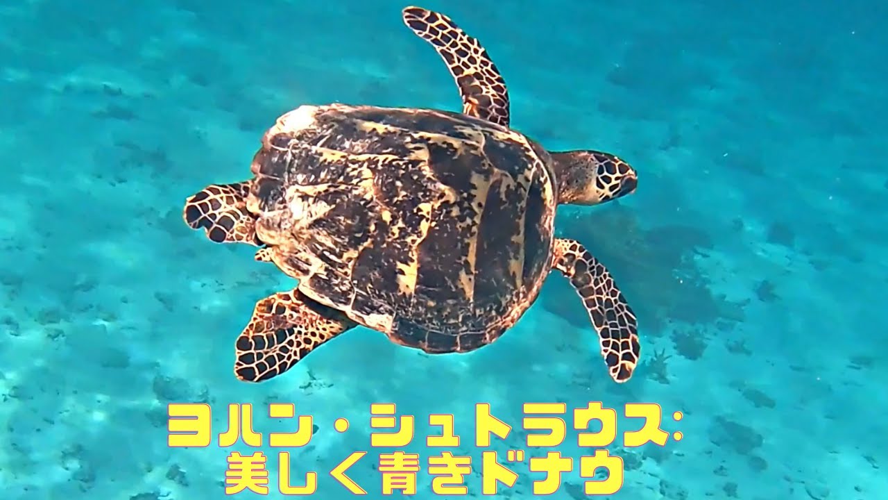 4k 絶滅危惧種「タイマイ」「Hawksbill turtle」【4k 水中