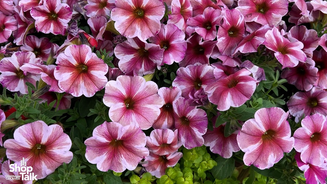 California Spring Trials 2026: SuperCal Pink Star and Profusion