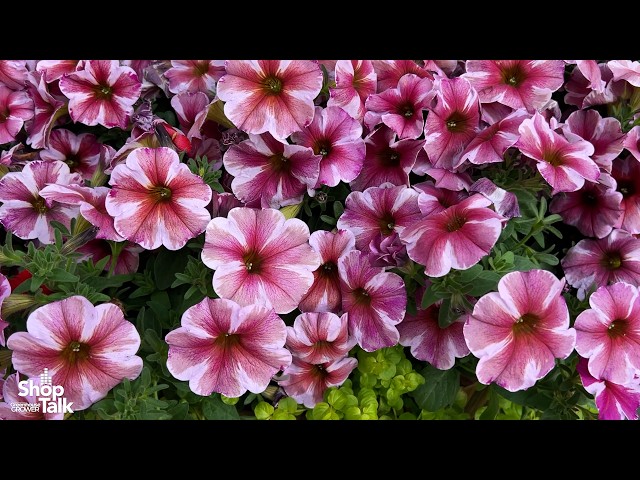 California Spring Trials 2026: SuperCal Pink Star and Profusion