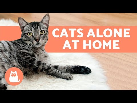 Video: What Do Cats Do When They Are Alone?