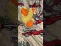 Cockatiel knocks over friend while singing # #parrot #cockatiel #yumyumthetiel #bird #pet #cute