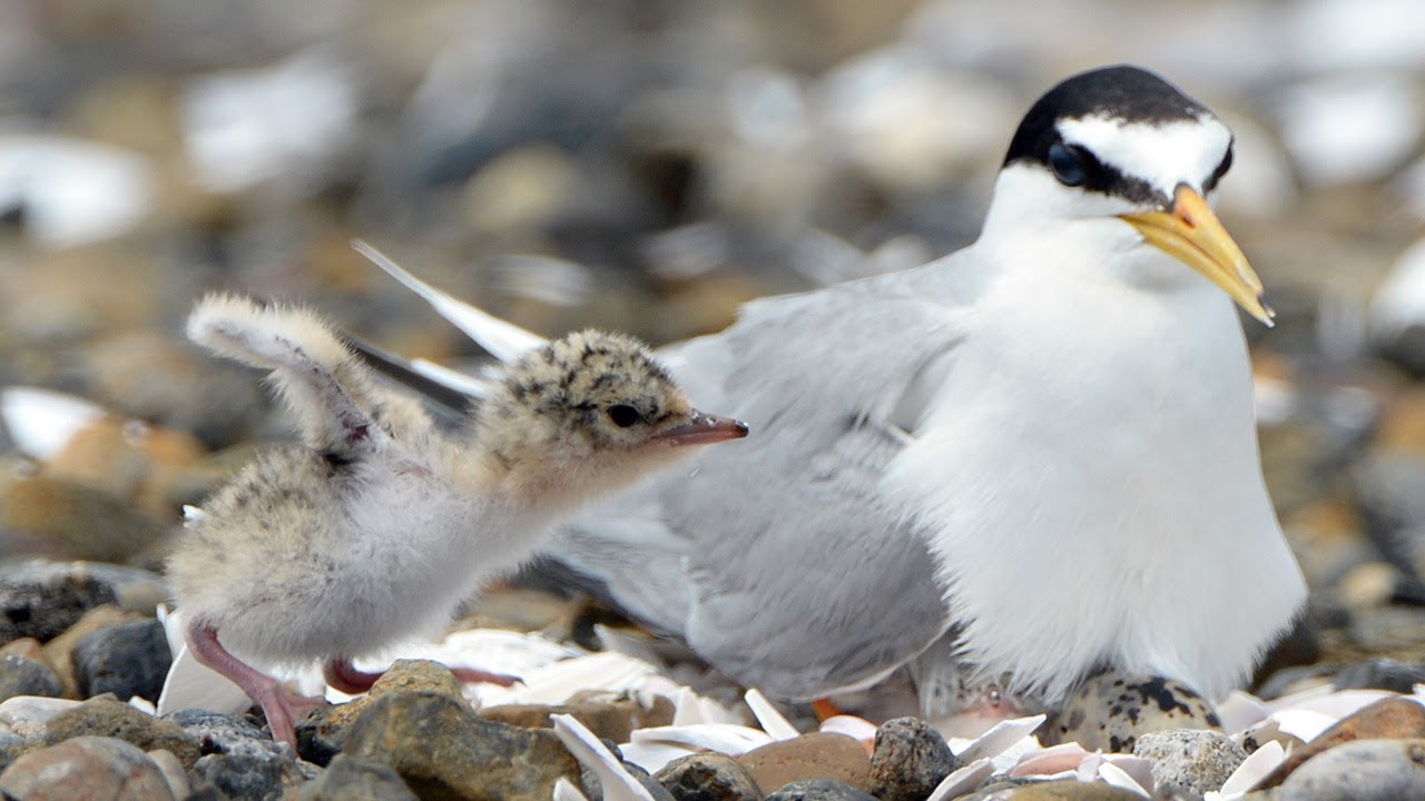 コアジサシ 木彫りの野鳥 バードカービング 野鳥彫刻 彫刻・オブジェ