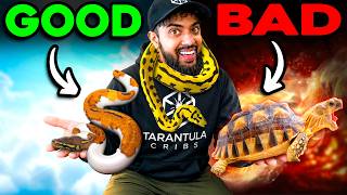 Best Pet Reptile vs. Worst Pet Reptile!