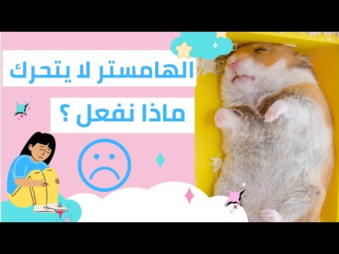 فيديو: العلاجات المنزلية ل Heartworms في الكلاب