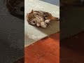 Cat plays with toy, but occasionally turns into a dog