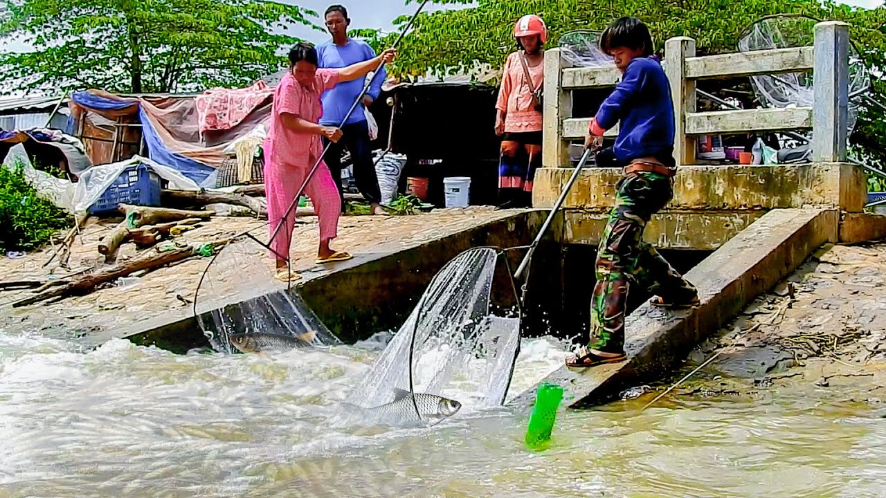 Real life 100% Net Fishing Under A Dam At The Countryside, How To Fishing (Episode 43)