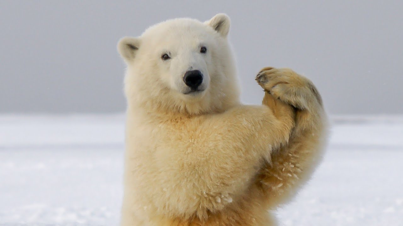 Cute And Funny Polar Bears 2 YouTube