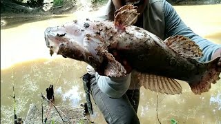 Fishing for monster Betutu/Bloso fish, Full Strike,,, Crazy Crowd,, The main thing is not to be a...