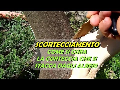 Video: Carpino (31 Foto): Descrizione Dell'albero, Foglie E Corteccia, Dove Cresce In Russia, Proprietà Del Legno, Differenze Con Olmo, Foglie Di Cuore E Altre Specie