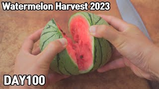 Watermelon Harvest 2023🍉💕