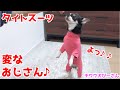 服のピチピチさが面白いチワワwwタイトスーツで変なおじさん♪♪を踊る愛犬ぴーさん