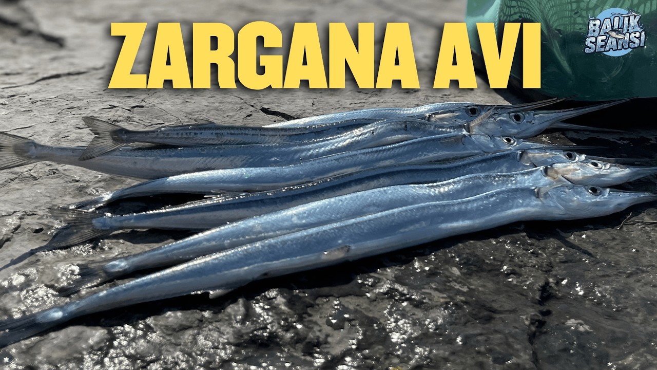 Spin Olta ile Zargana Avı | Zargana Topu ile Avlanma Yöntemi