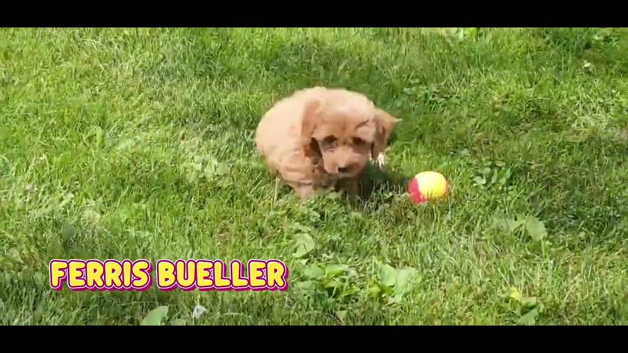 Meet Ferris Bueller Video