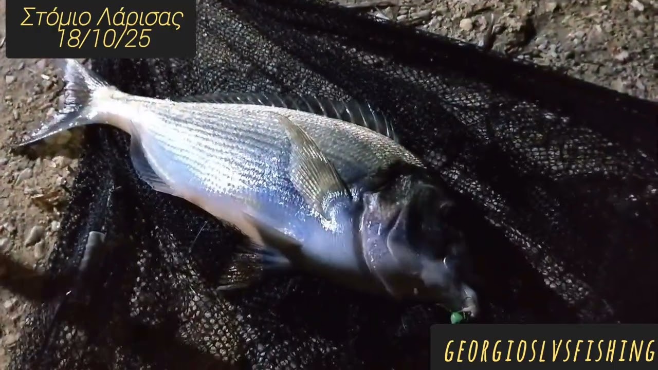 Τσιπούρα 1 kg , Χταπόδι 2,2kg  με ζυμάρι και σαρδέλα στο Στόμιο και άφθονο γέλιο.