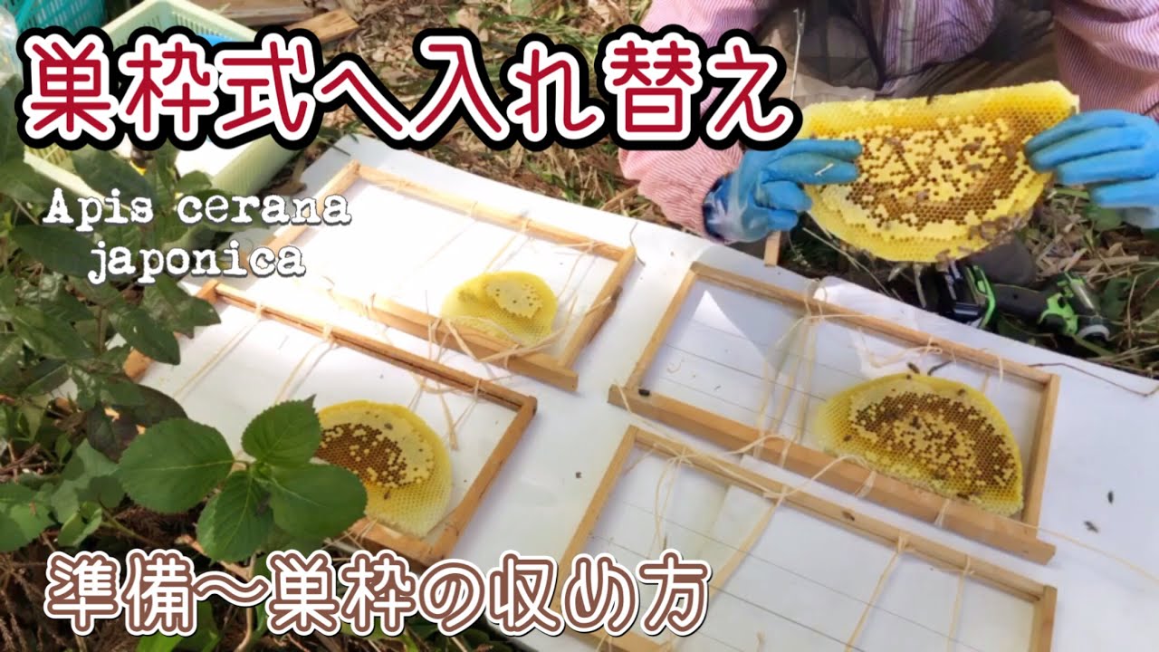 【日本ミツバチ】重箱群を巣枠式巣箱へ入れ替え😉❤️準備の説明から巣枠を収める様子まで🐝✨