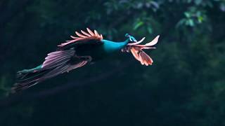 Peafowl Flying At Forest Park
