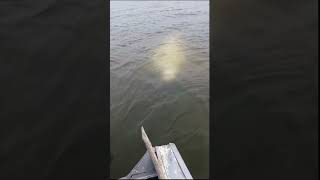 Man Hand Feeding a Beluga While Sitting in a Boat
