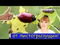 Все ВРЕДИТЕЛИ СДОХНУТ от ЭТОГО СРЕДСТВА! Готовим сами!