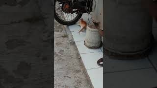 anak kucing vs kecoa