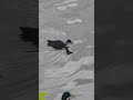 продолжение прогулки... #swan #shortvideo #shorts #animals