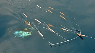 Bluefin Tuna Fishing at The Claw with SI FlexiBar Squid Bars