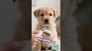 Must-Have Dog Grooming Tools Explained