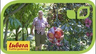 The Japanese Plum 'Hollywood'