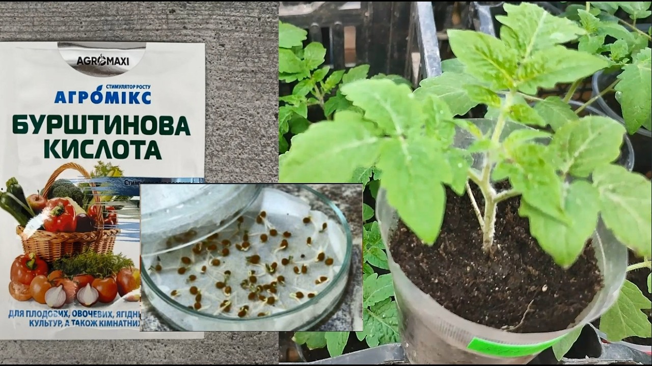 БУРШТИНОВА  КИСЛОТА  ЯК  СТИМУЛЯТОР  РОСТУ  ДЛЯ  НАСІННЯ  ТА     РОЗСАДИ: як її застосовувати