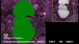 Computer Vision Basil Plant Growth Measurements