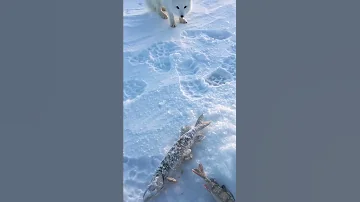 Песец подкрался незаметно