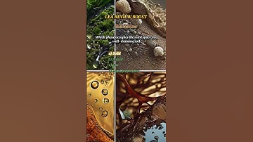 SoilSci14 #quiz #leareview #boost #soil phases