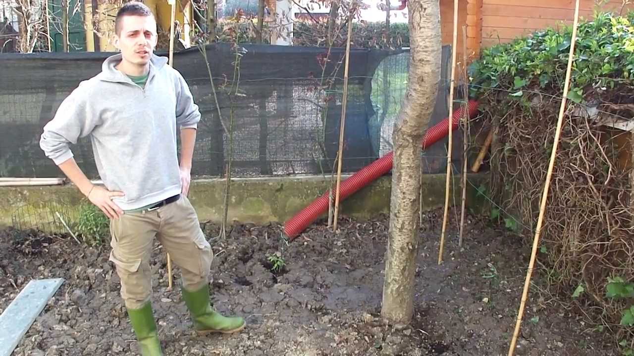 Lamponi : Consigli di messa a dimora, potatura e manutenzione