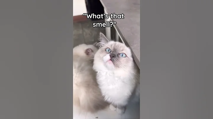 Video 4584411: ragdollkittens funnycat, ragdollkittens cat, funnycats funnykittens cats
