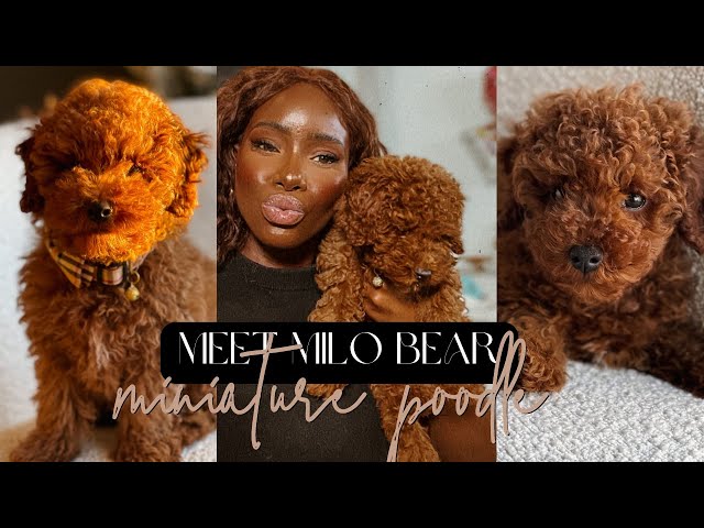Luxury Miniature Red Poodle | The First 48 Hours With A New Puppy! - Youtube