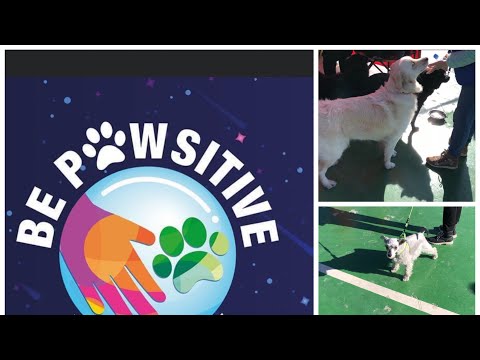 Видео: Фитнессээр хичээллэдэг шилдэг арван нохой