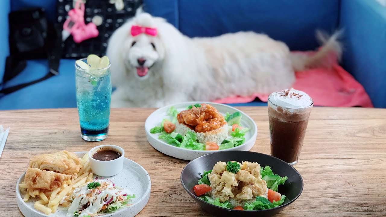 Rekomendasi Dog Friendly Cafe di Yogyakarta - YouTube