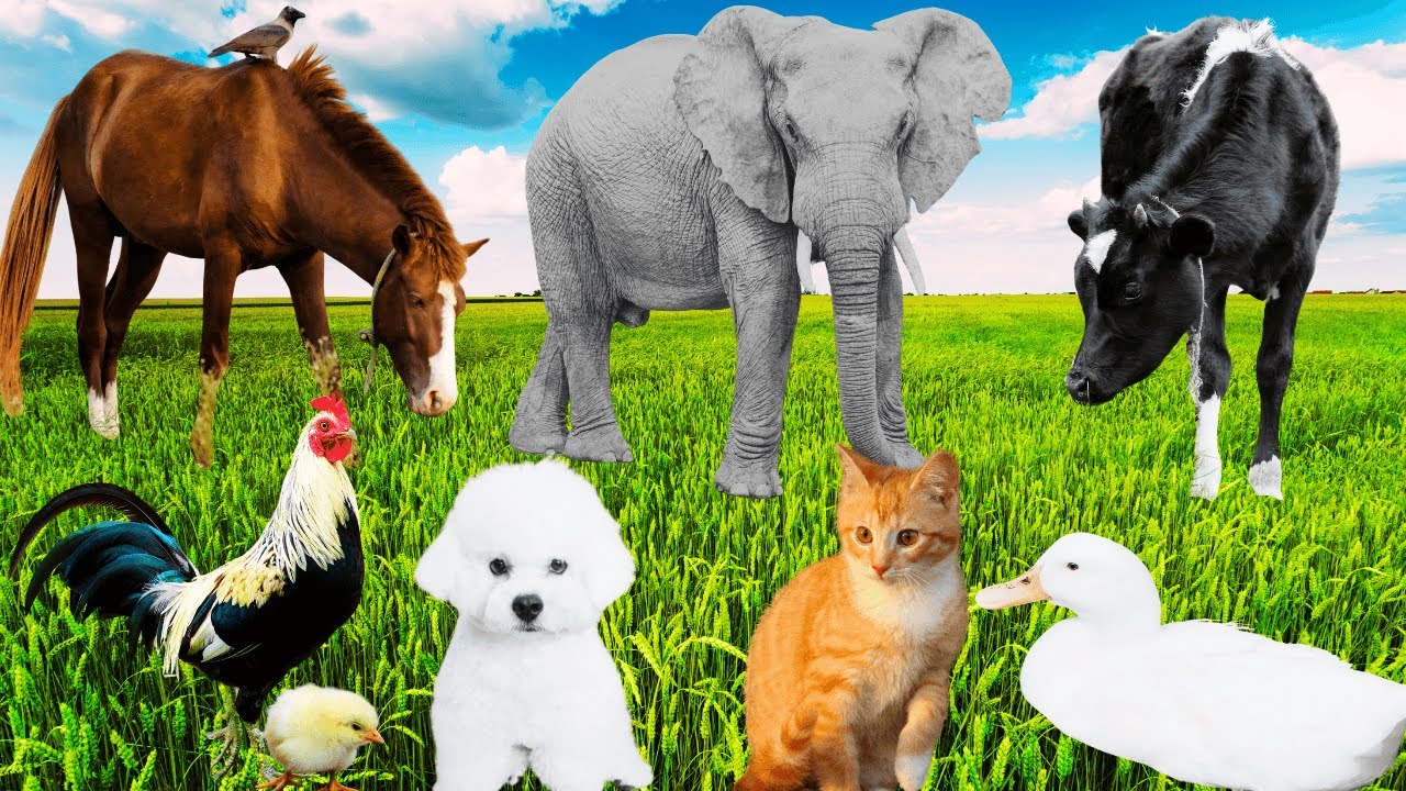 Collection Of Cute Animal Sounds: Elephant, Horse, Cow, Goat, Puppy, Kitten, Duck - Animal Sounds
