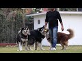 ALASKAN MALAMUTE || DOG KENNEL || KNOW ABOUT ALASKAN MALAMUTE || VIKRANT SHOKEEN || SCOOBERS