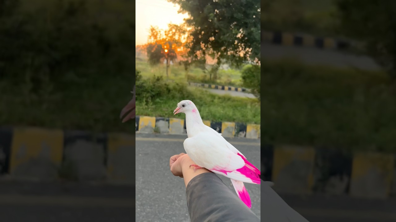 Hand tame pigeon ❤️